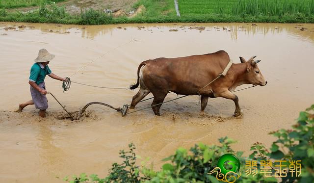 翡翠的糯种是什么意思为何新疆和田玉的价格对比翡翠的低？   第3张