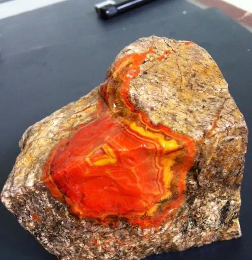 战国红详解  第4张