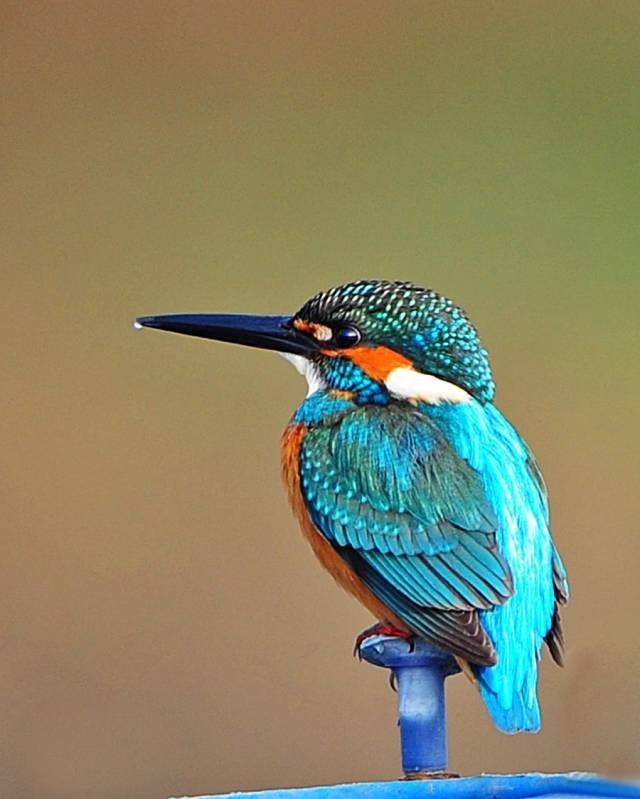 缅甸翡翠原石价格走势怎么挑选好的性价比高的翡翠手镯  第2张