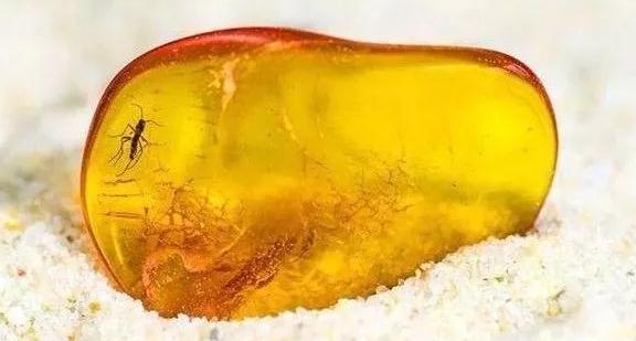 琥珀到底是什么？  第2张