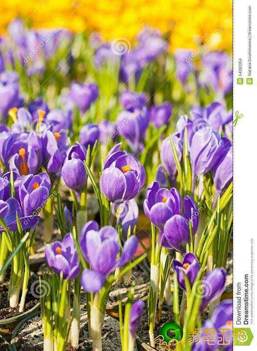 翡翠吊坠佛公为何紫罗兰花翡翠叫见光死？   第7张