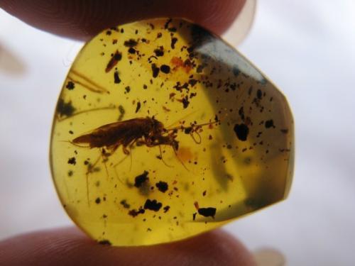 最有文化底蕴的有机宝石——琥珀  第6张