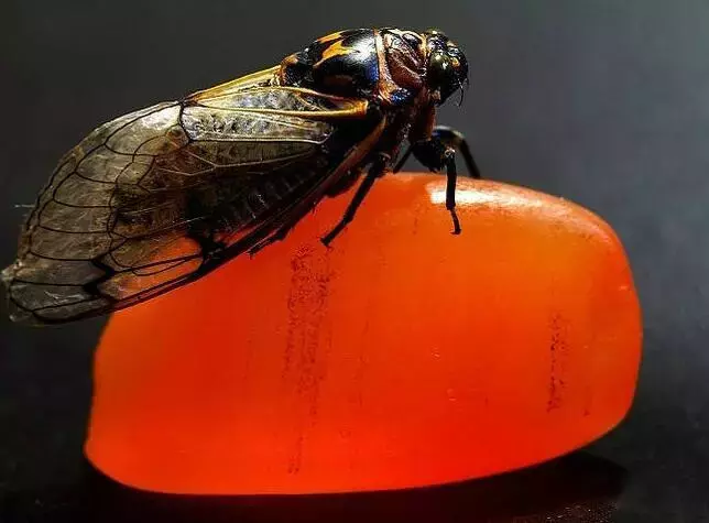 玉髓被人瞧不起、看不上？那是因为没见过这些  第21张