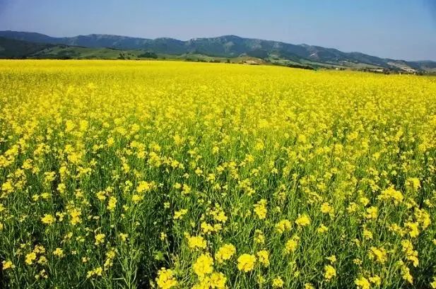 绿松石特殊品种介绍——乌兰花，唐三彩  第11张