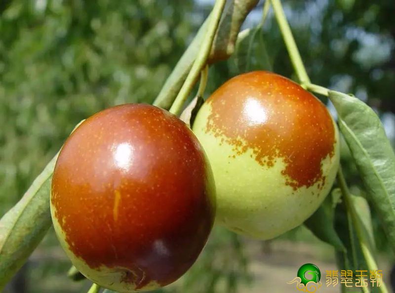 完善的引诱——棕红皮   第2张