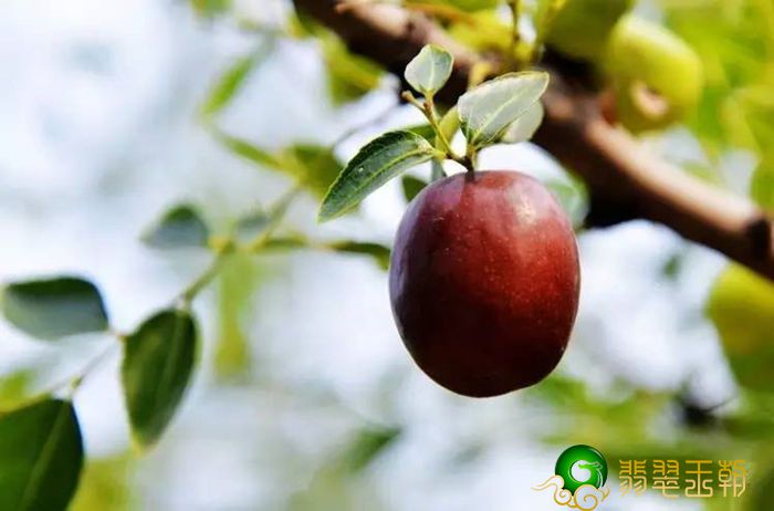 完善的引诱——棕红皮   第4张