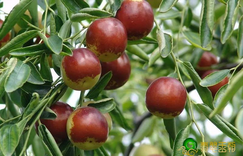 完善的引诱——棕红皮   第6张