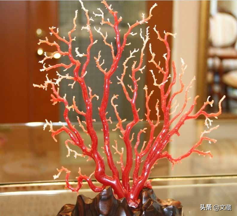 珊瑚，大海深处濒临消失的艺术  第2张