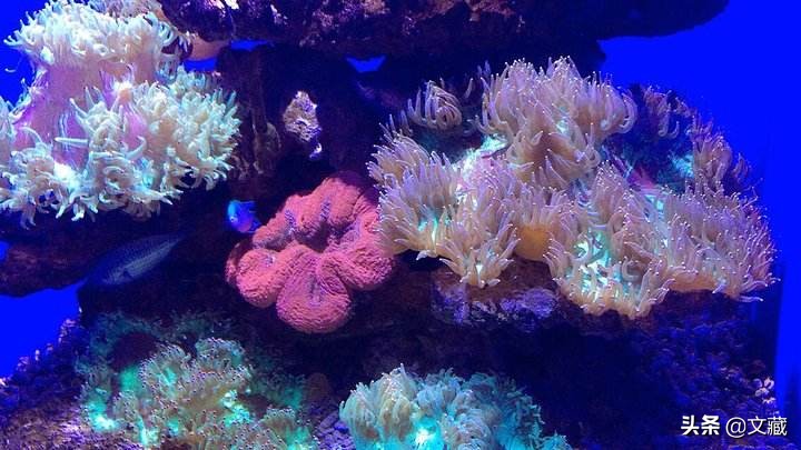 珊瑚，大海深处濒临消失的艺术  第1张