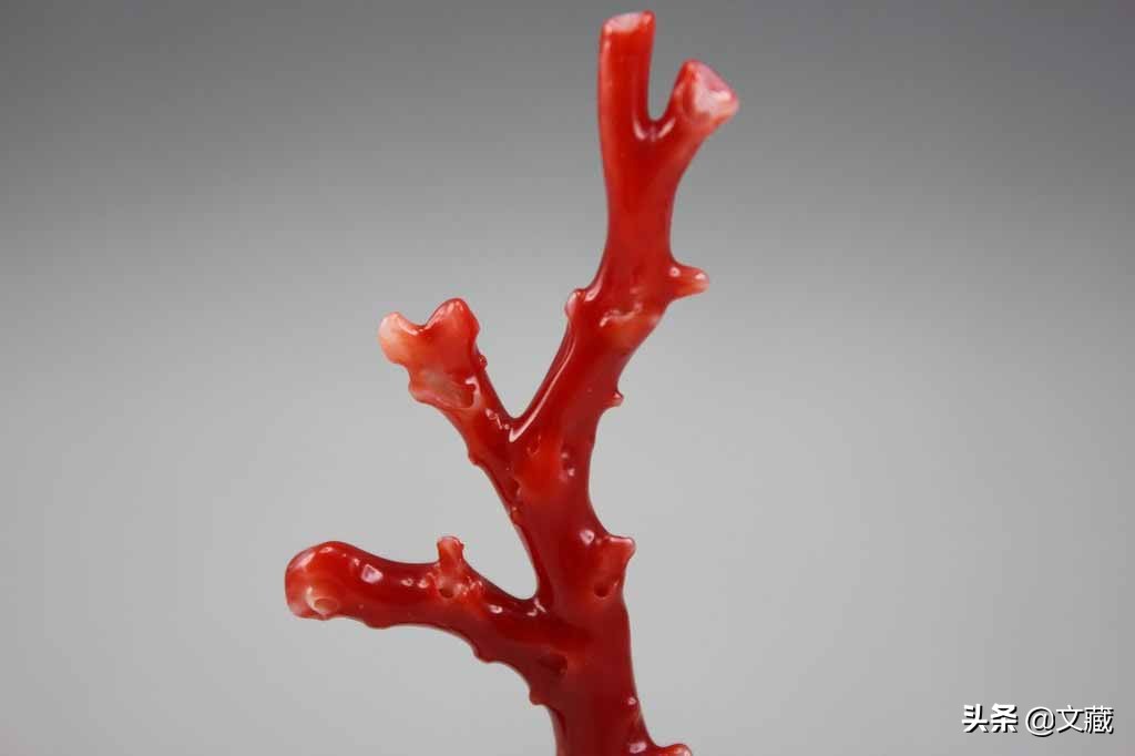 珊瑚，大海深处濒临消失的艺术  第5张