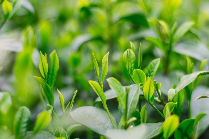 高档翡翠摆件图片价格翡翠鉴赏：君子如玉亦如茶  第4张