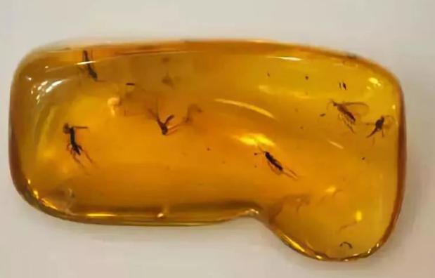 白底青翡翠手镯能戴润吗琥珀到底有多少种?  第6张