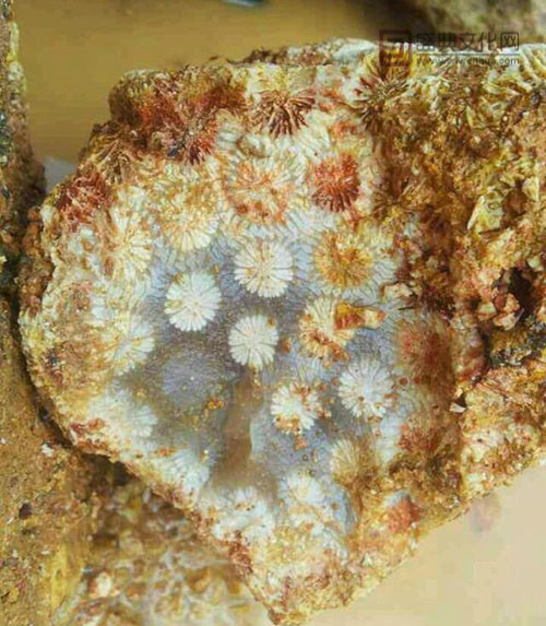 珊瑚玉：玉石收藏界的黑马  第2张