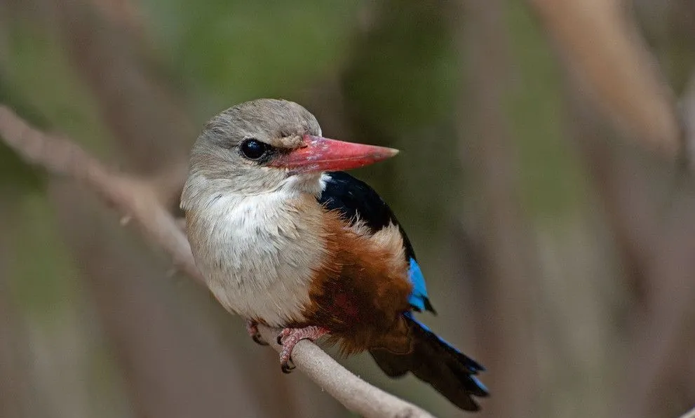 翡翠一词的由来是什么？发展如何？带你了解翡翠的来世今生  第2张