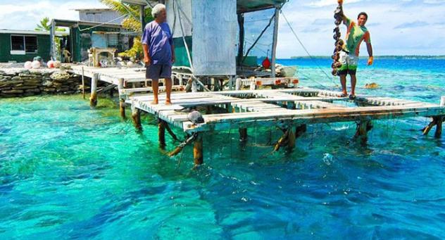 谁说黑珍珠只有黑色？明明是生活中行走的彩虹  第3张