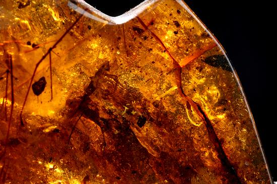 最具收藏价值的琥珀：缅珀  第3张