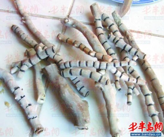 藏友2万元买到染色假珊瑚(图)  第2张