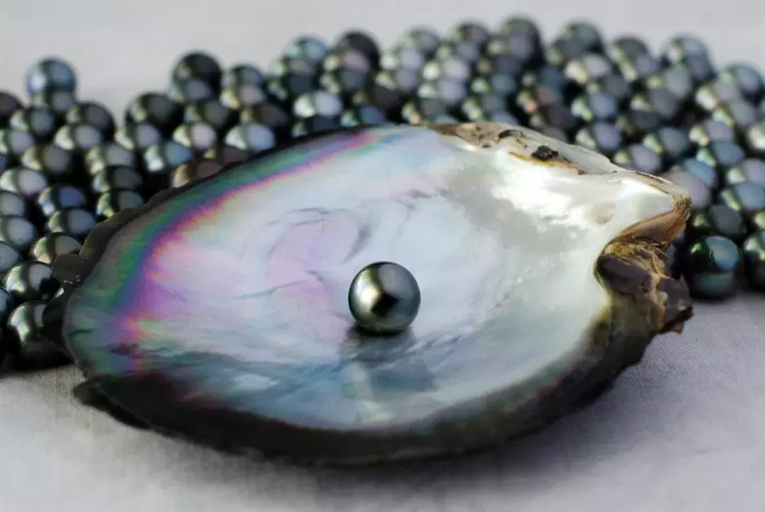 贝类孕育的神秘宝石——珍珠  第3张