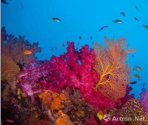 镶金翡翠挂件a货珊瑚科普：红珊瑚为什么价格高昂