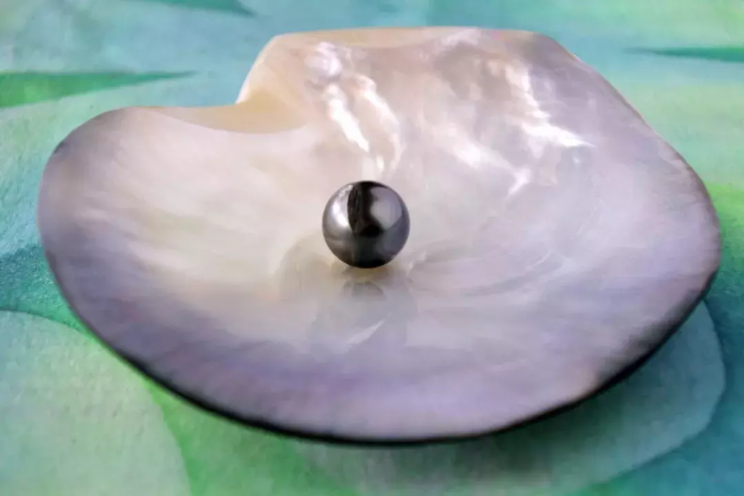 贝类孕育的神秘宝石——珍珠  第6张