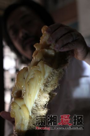 浏阳收藏店里石头长黄须 毛发会长长还会变硬  第1张