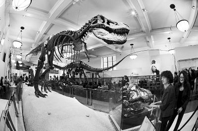 什么叫豆种翡翠值得一游的美国博物馆(图)  第3张