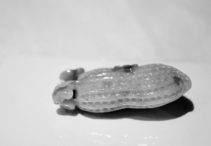 翡翠a货蓝水料“色”眼识翡翠(组图)  第2张