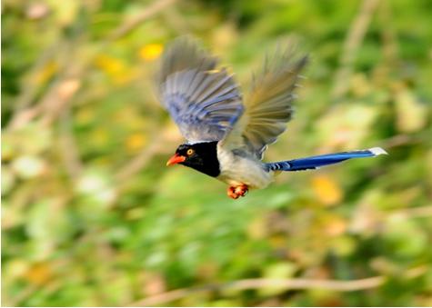 翡翠原石 亿传递幸福与希望的青鸟 高端玉石珠宝品牌博玉东方  第2张