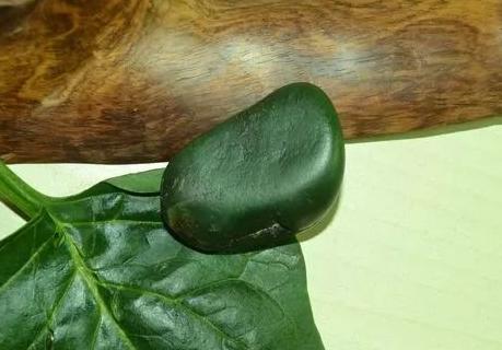 翡翠原石格应角顶级碧玉之——菠菜绿的和田玉！  第9张