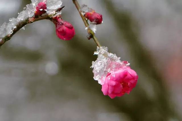 一组美图带你看懂南红冰飘，美得脱俗！  第5张