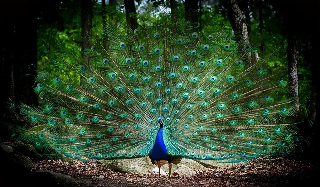 爆款大牌珠宝的宠儿-----孔雀石  第1张