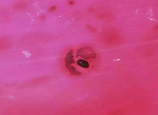 什么是冰种翡翠一般多少钱红宝石的内部特征你见过哪些？  第12张