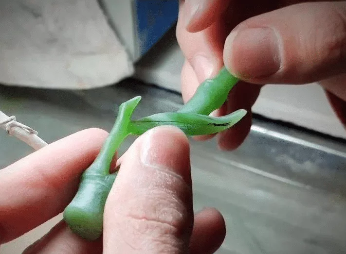 翡翠市场透明话, 未来的行情又该如何, 与这五个要素紧密相连!  第5张