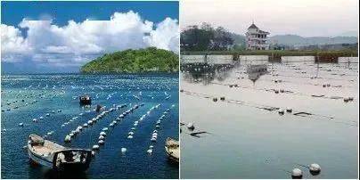 如何辨别翡翠的真假瞧不起淡水珍珠？一颗能卖240万！是时候为它正名了……  第2张