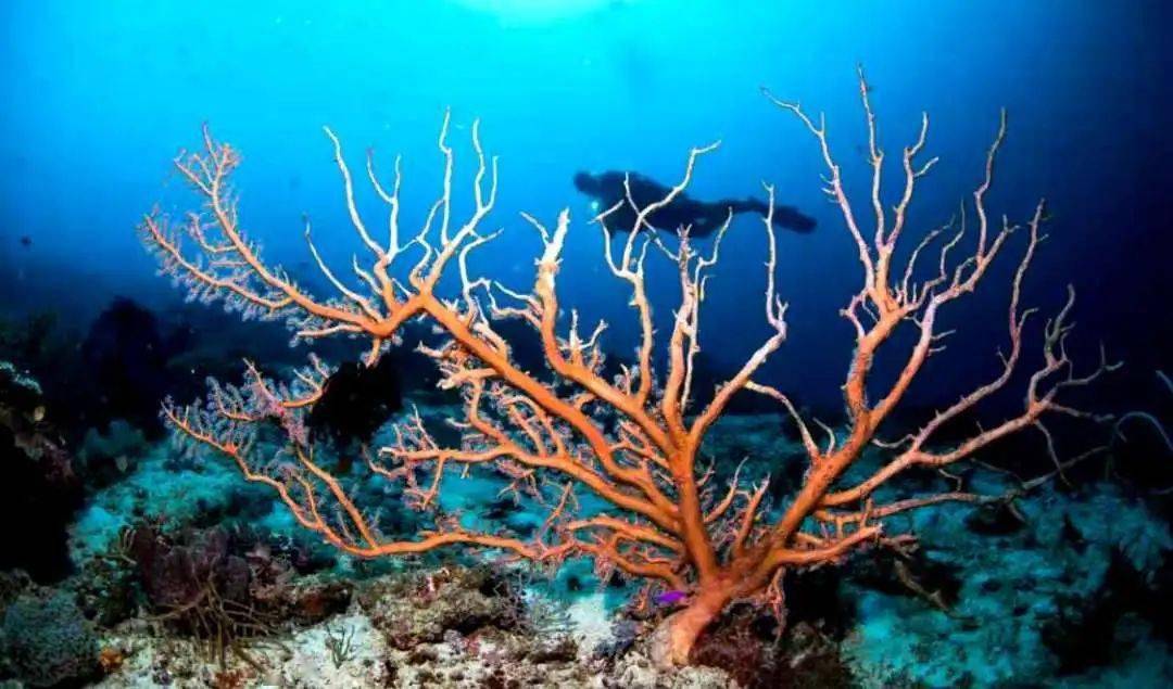 价格一路暴涨，红珊瑚有何魅力？  第2张