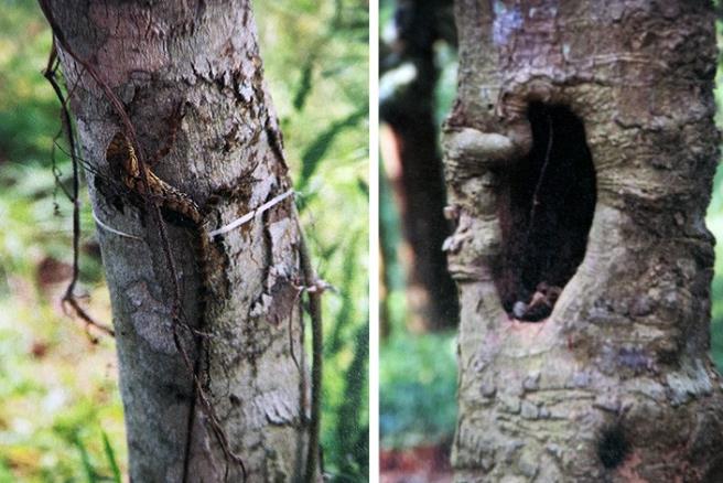 翡翠手镯石纹和裂纹海南花梨之花梨公和花梨母  第1张