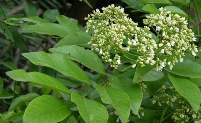 翡翠手镯石纹和裂纹海南花梨之花梨公和花梨母  第5张