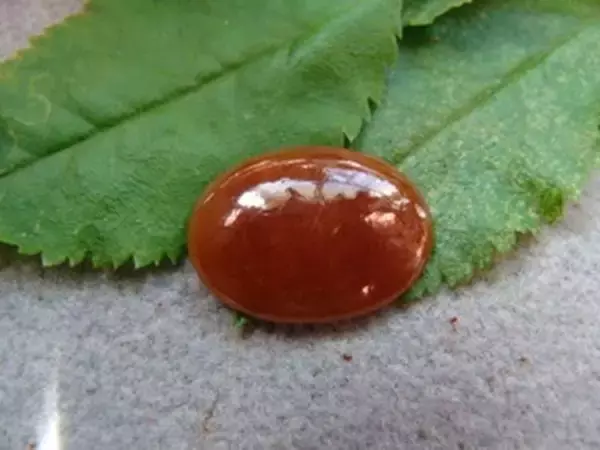 翡翠贵还是玉不同的紫罗兰翡翠价格都是怎样的？  第5张