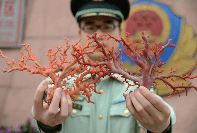 翡翠摆件梅兰竹菊寓意进境严查，随意买卖犯法！那些红珊瑚首饰又是从哪里来的呢？  第4张