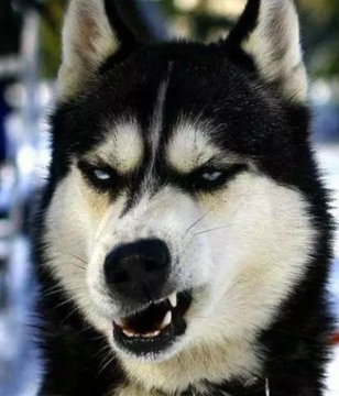 冰种紫罗兰翡翠好不好这不坑人嘛！好几十万的满绿翡翠，轻轻一碰就给碎了，心在流血  第14张