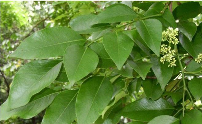 翡翠手镯石纹和裂纹海南花梨之花梨公和花梨母  第4张