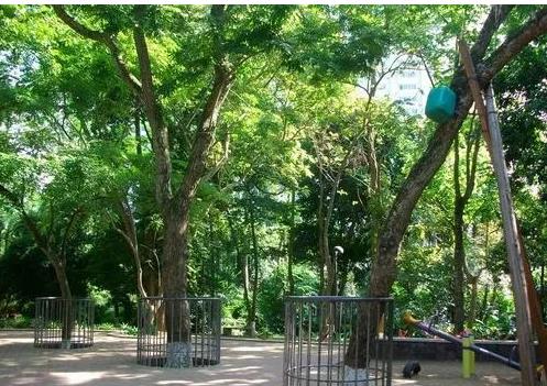 价值几个亿的木头——海南黄花梨木  第1张