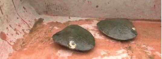 翡翠手镯有竖纹珠宝行业不景气，珍珠为何变珍贵？  第3张