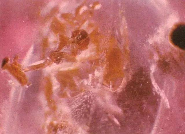 不同产地的红宝石值得深究一下！  第14张