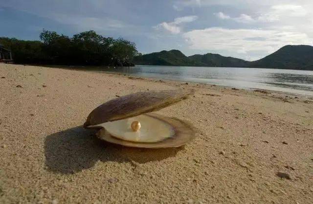 南洋珍珠为什么这么贵  第8张