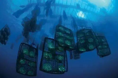 南洋珍珠为什么这么贵  第13张