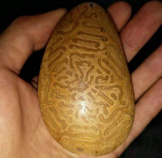 现在文玩市场又出现一种新的玉石——桫椤玉  第1张