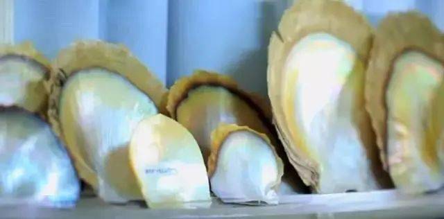 南洋珍珠为什么这么贵  第9张