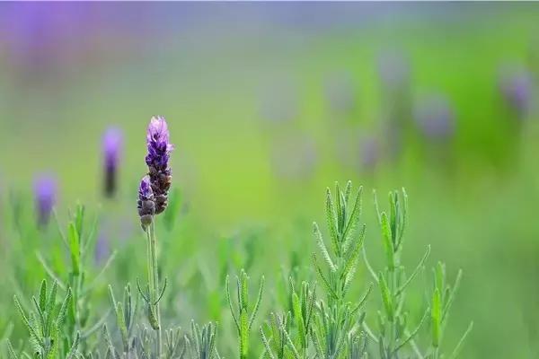翡翠手镯翡翠价格春彩翡翠，流露着春天般的勃勃生机  第1张