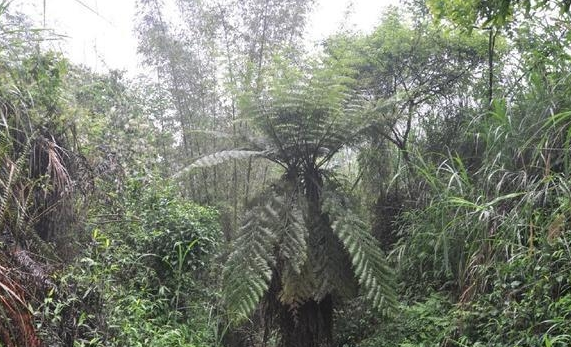 现在文玩市场又出现一种新的玉石——桫椤玉  第7张